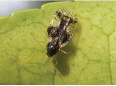 pest control lawn care