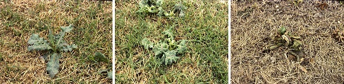 weeds