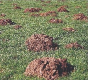 MOLE DAMAGEformolecontrol