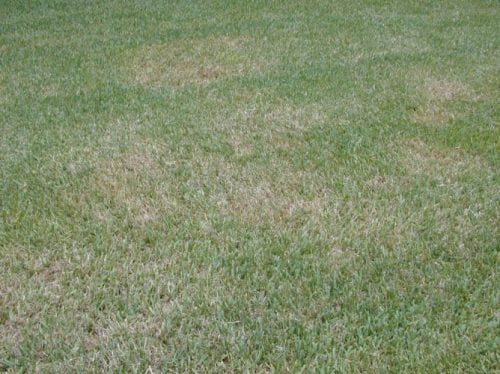 drought damage florida