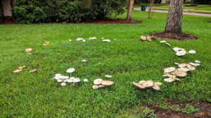 lawn mushrooms